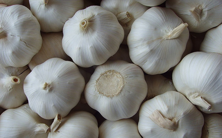 normal white garlic