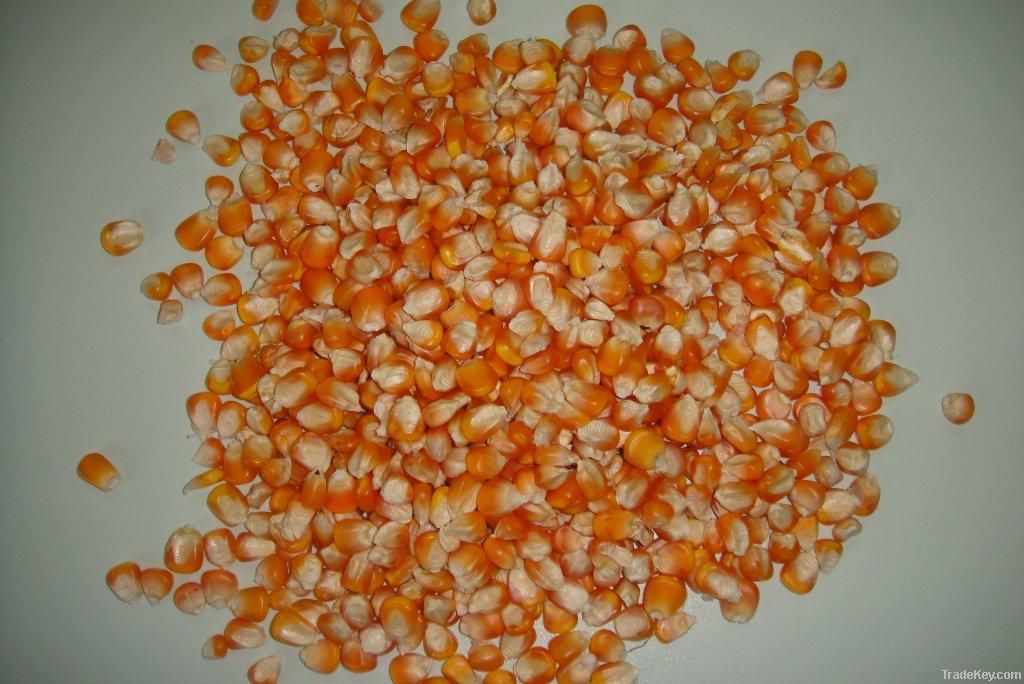 Maize | Maize Exporter | Corn Grain Seller | Maize Buyer | Bulk Maize Grain Importer | Corn bean Buyer | Corn bean Wholesaler | Corn Grain Manufacturer | Best Quality Corn Grain | Cheap Maize Supplier | Low Price Corn | Yellow Corn | White Cron | Baby Mai