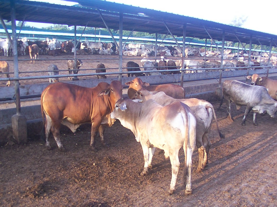 Australian Live Cattle