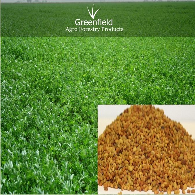 Alfalfa Grass seeds (Madicago sativa / Lucrene )
