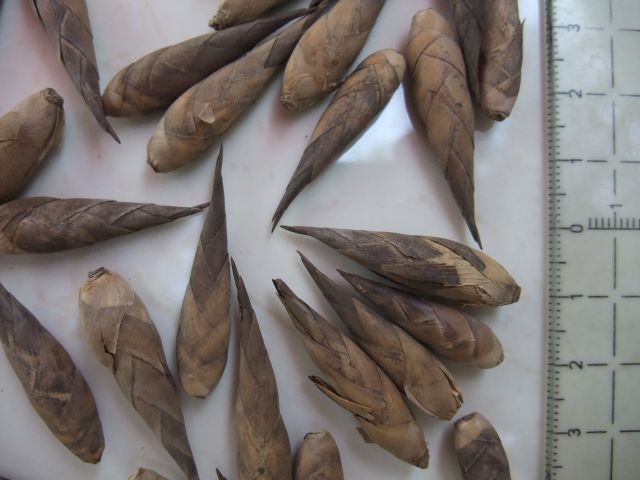 Bamboo Seeds (for Sowing)