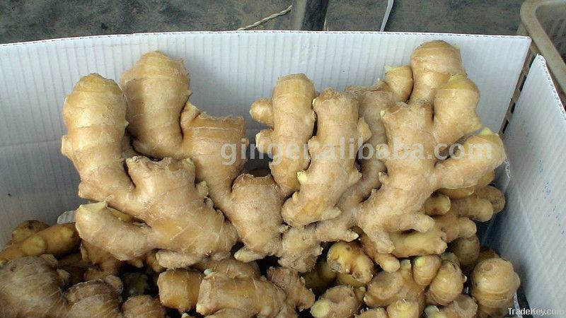 Chinese Dried Ginger