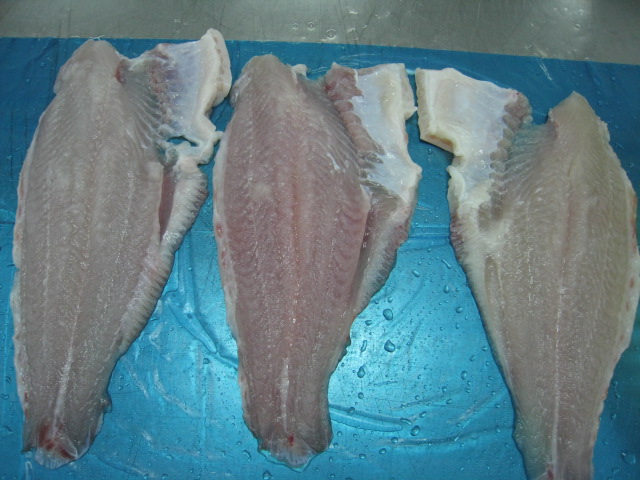 pangasius