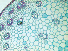 Botany Microscope Slide