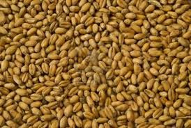 Wheat Grains