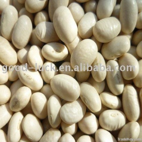 Japanese white kidney beans