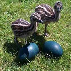 Emu Birds, Emu Chicks, Emu Meat, Emu Feeds at very attreactive price