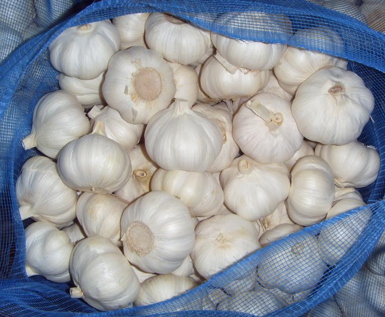 pure white garlic