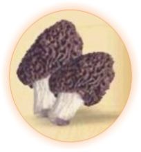 Morels