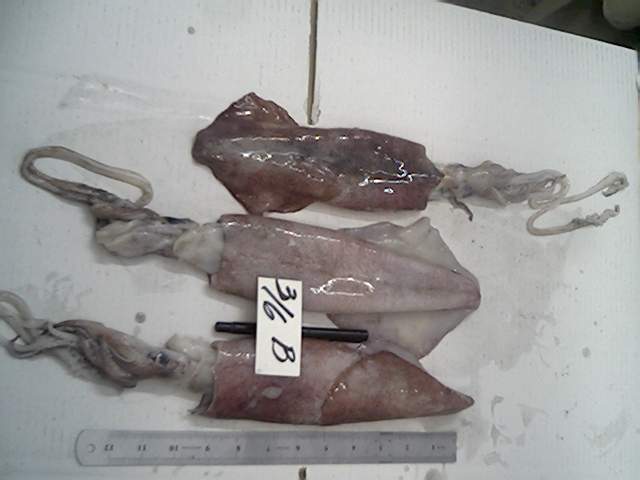 Loligo Squid