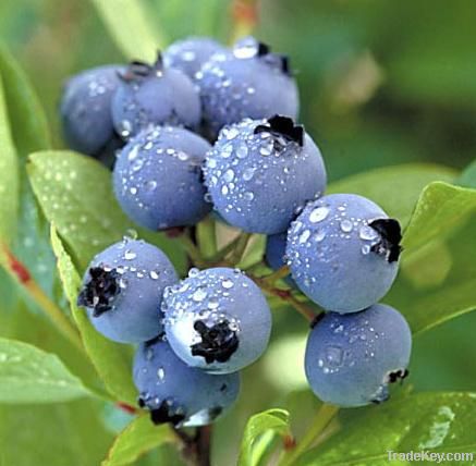 Blueberry Extract(Anthocyanin 5%-40%)