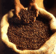 Export Robusta Coffee Beans | Robusta Coffee Bean Importer | Robusta Coffee Beans Buyer | Buy Robusta Coffee Beans | Robusta Coffee Bean Wholesaler | Robusta Coffee Bean Manufacturer | Best Robusta Coffee Bean Exporter | Low Price Robusta Coffee Beans | B