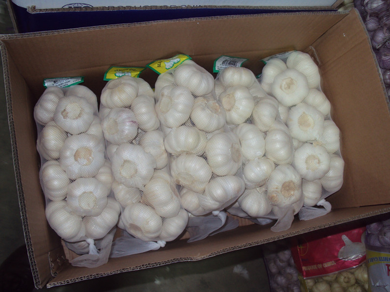 Fresh white garlic 1