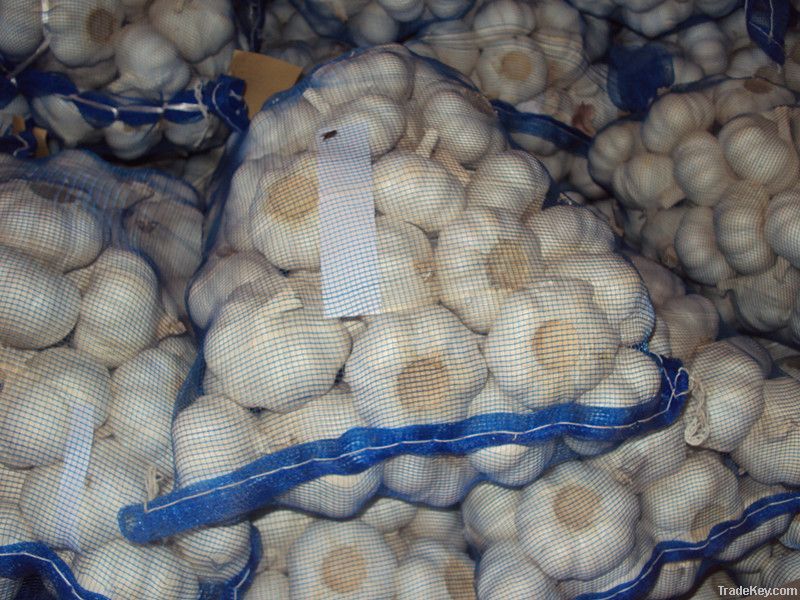 Fresh white garlic 1