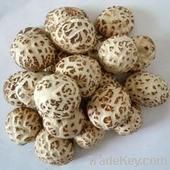 Canned Brined Button Mushroom in low price