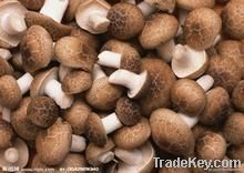 Shiitake Mushroom, Oyster Maitake, Agaricus, Blazei, Lingzhi, Hericium
