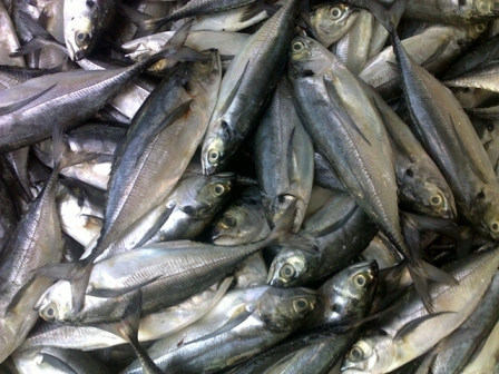 Horse Mackerel