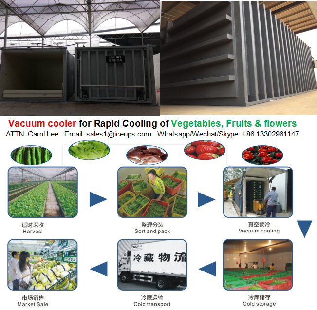 Vacuum cooling machine for broccoli and mushrooms