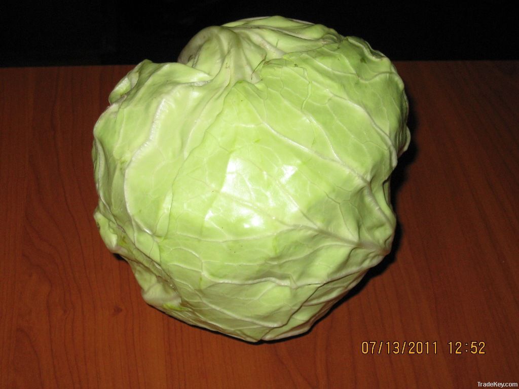 White Cabbage