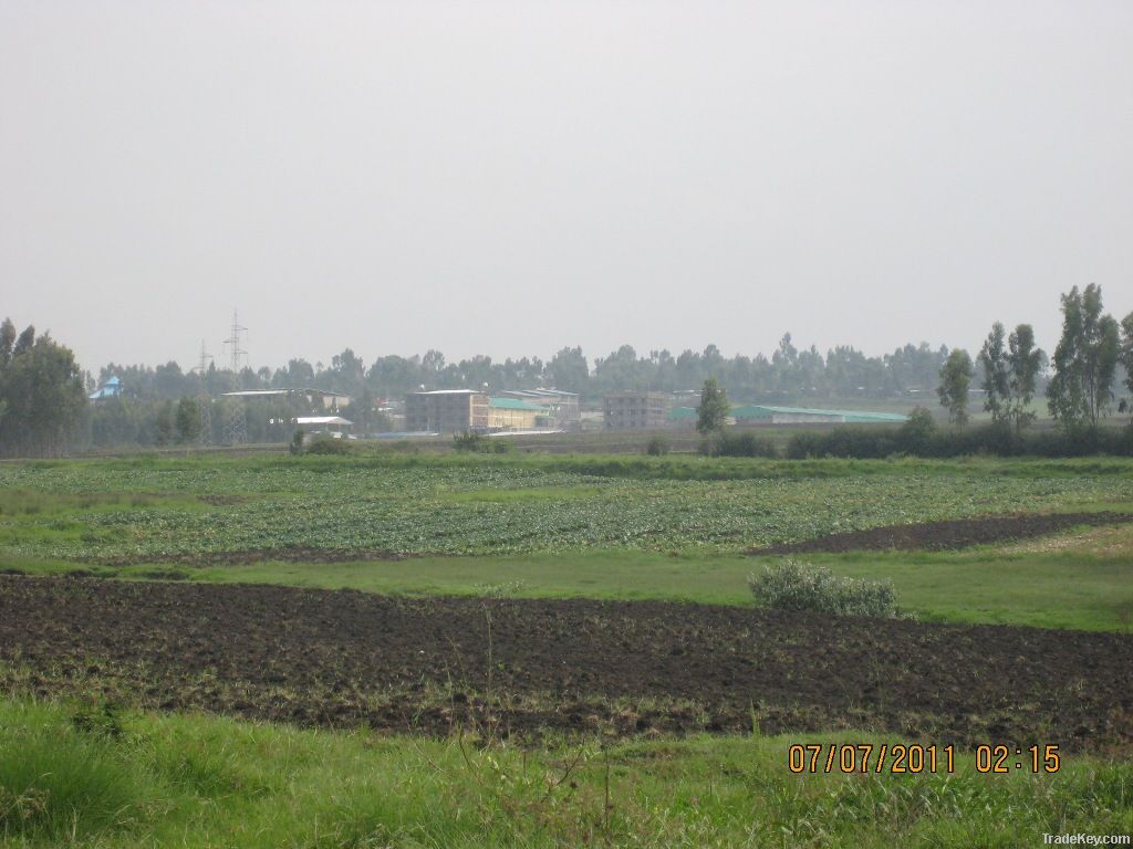 White Cabbage