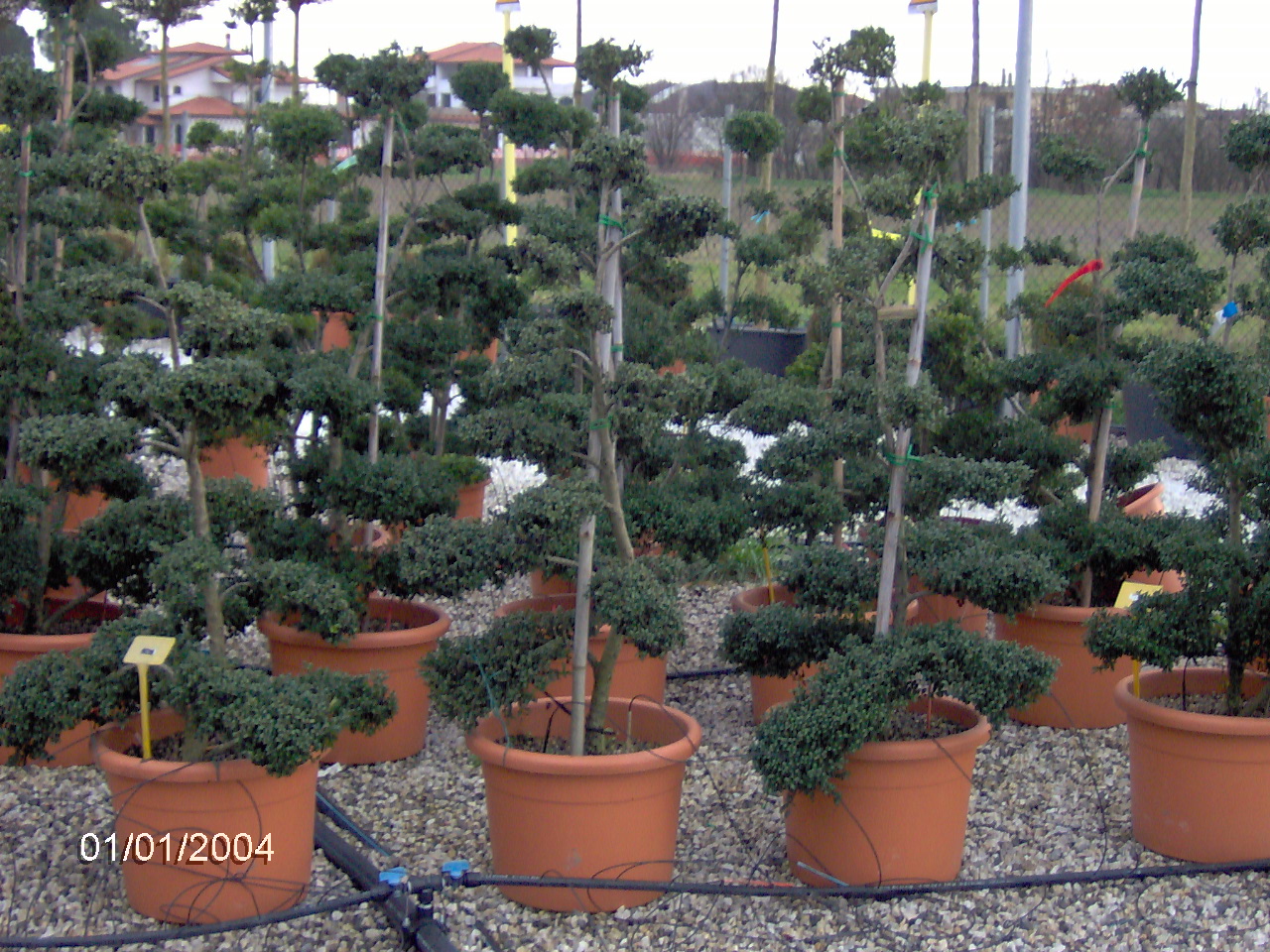 Ornamental Live Plants