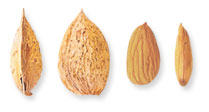 Almond Supplier | Almond Exporter | Almond Manufacturer| Almond Trader | Almond Buyer | Almond Importers | Import Almond