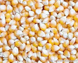 MAIZE FOR ANIMAL AND HUMAN FEED