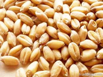 Wheat | Wheat exporter | Wheat distributor | Wheat wholesaler | Wheat supplier | Wheat importer |  Wheat |Wheat for sale | long grain Wheat exporter | buy Wheat online | Wheat for sale |  Wheat exporter | Wheat wholesaler | long grain Wheat buyer |  Wheat