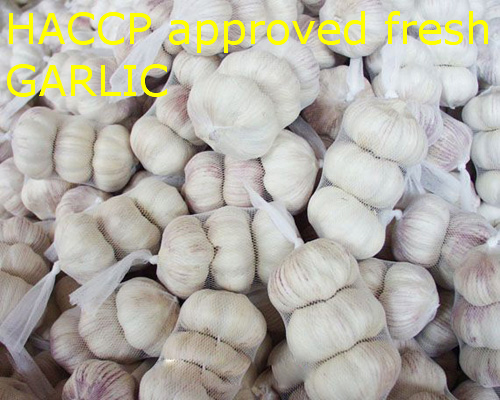 2010 new fresh garlic with HACCP approved