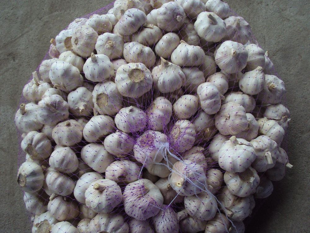 fresh garlic