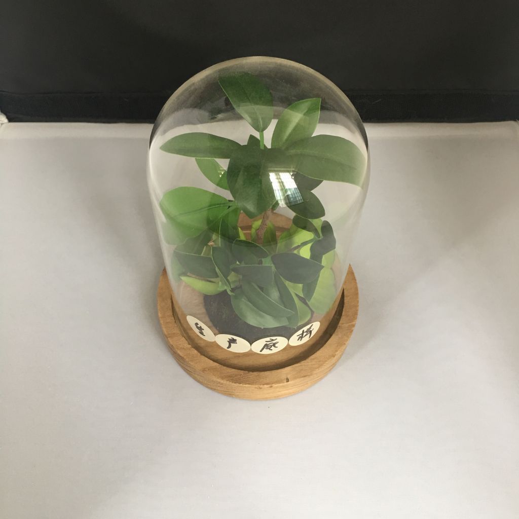 Clear dome borosilicate glass cover with wooden base