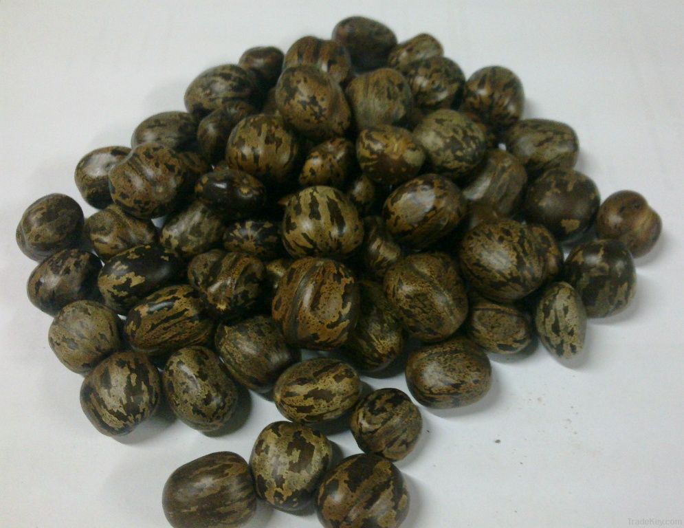 Rubber Seeds