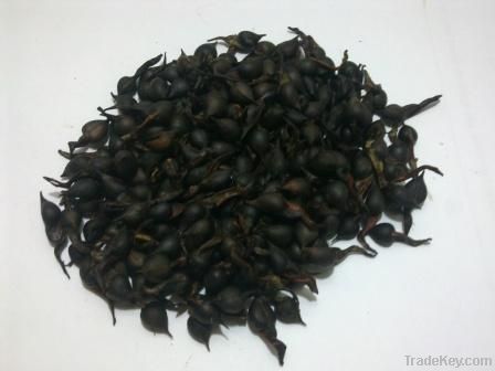 Agarwood Seed