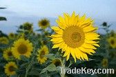 REFINED SUNFLOWER OIL