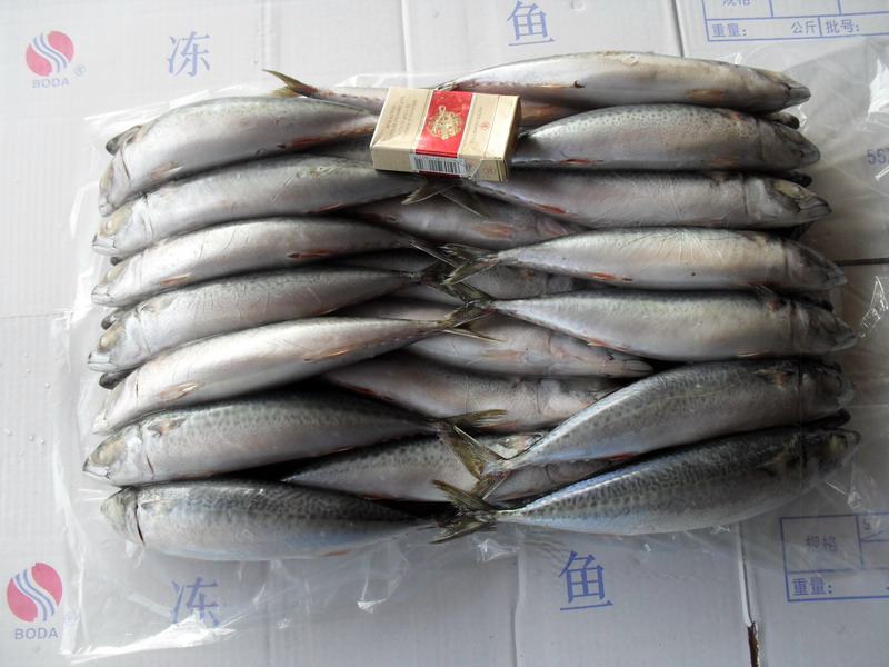 Mackerel (Scomber japonicus)