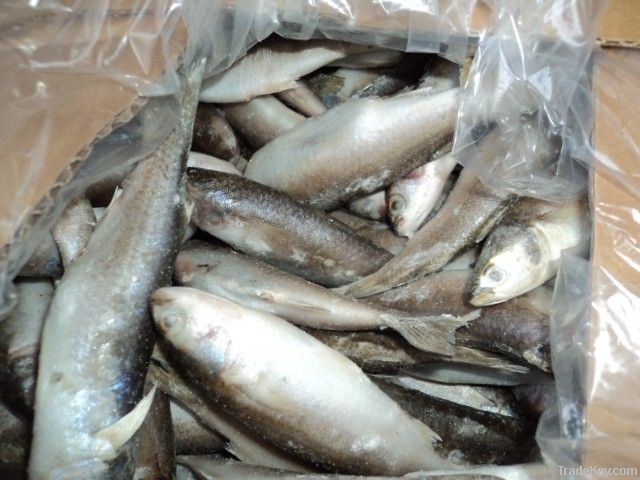 Frozen Mullet Fish