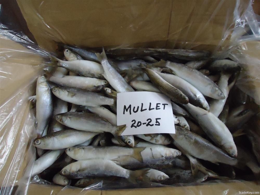 Frozen Mullet Fish
