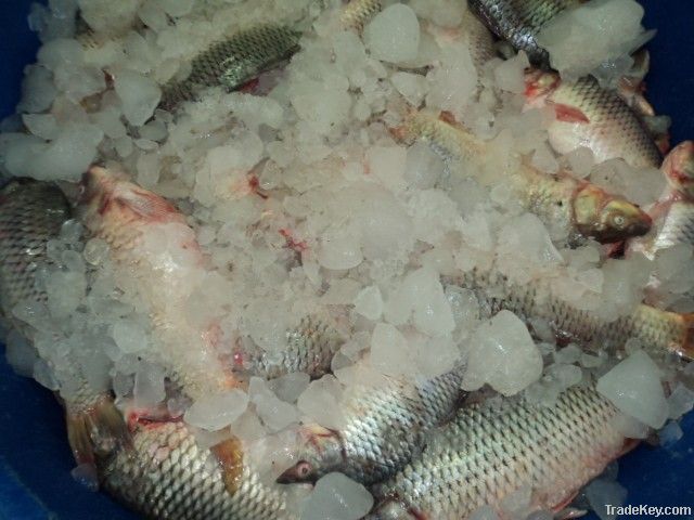 FROZEN GULFAM FISH