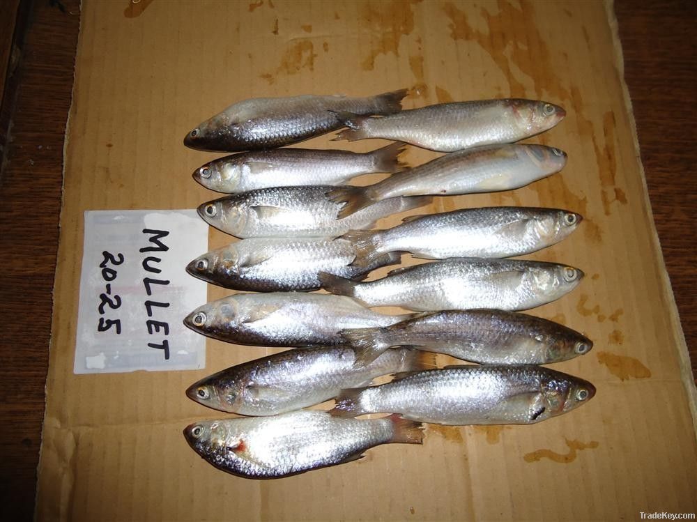 FROZEN GULFAM FISH