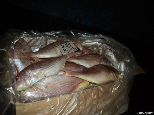 FROZEN JAPANESE THREADFIN BREAM FISH