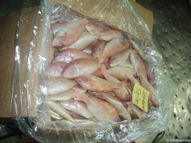 FROZEN JAPANESE THREADFIN BREAM FISH