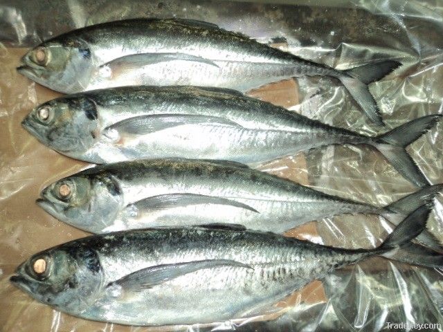 FROZEN HORSE MACKEREL FISH