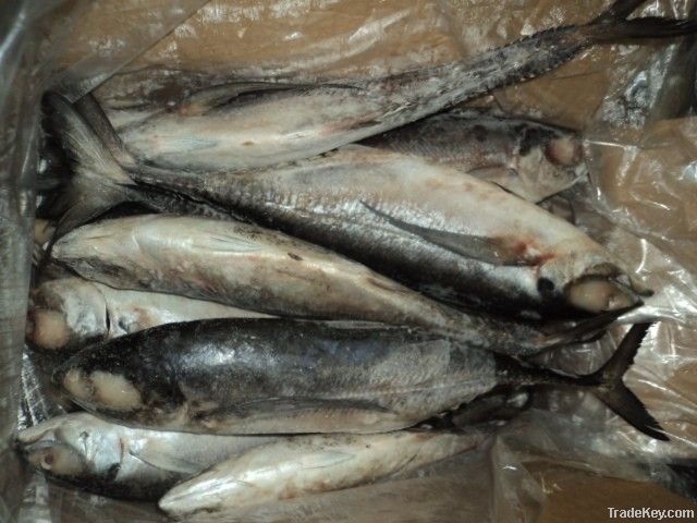 FROZEN HORSE MACKEREL FISH