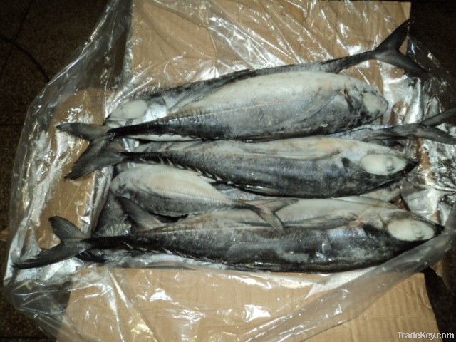 FROZEN HORSE MACKEREL FISH