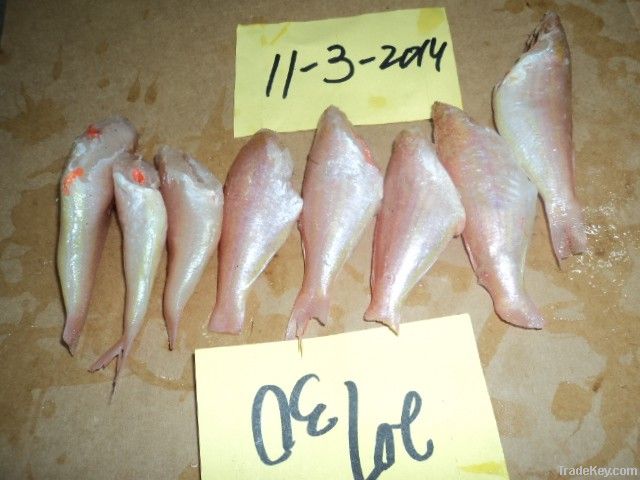 FROZEN JAPANESE THREADFIN BREAM FISH H/L