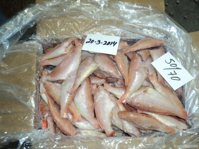 FROZEN JAPANESE THREADFIN BREAM FISH H/L