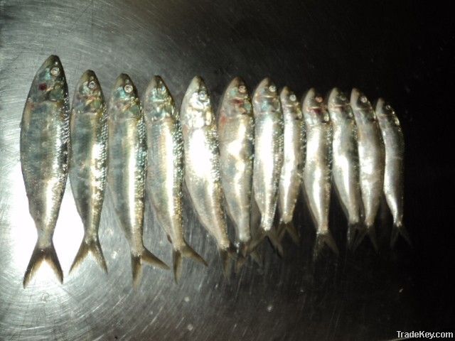 FROZEN SARDINE FISH