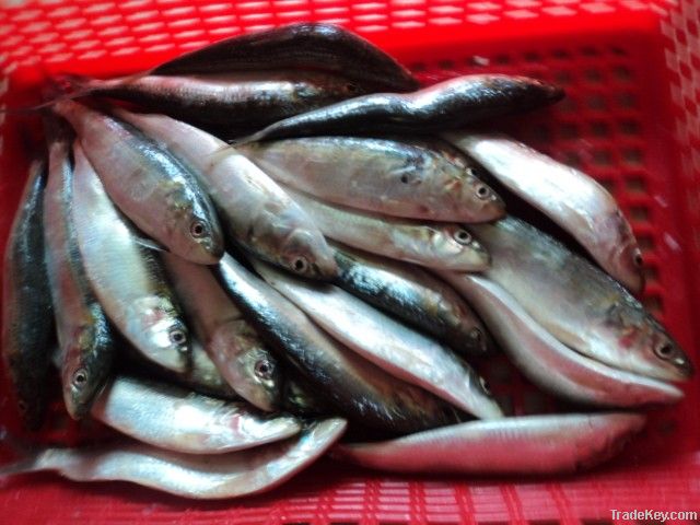 FROZEN SARDINE FISH