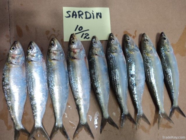 FROZEN SARDINE FISH