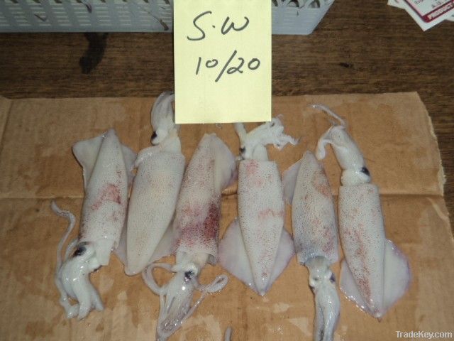 FROZEN SQUID WHOLE FISH